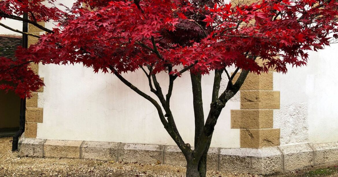 Gardeners with Japanese maples need to add simple item to the soil