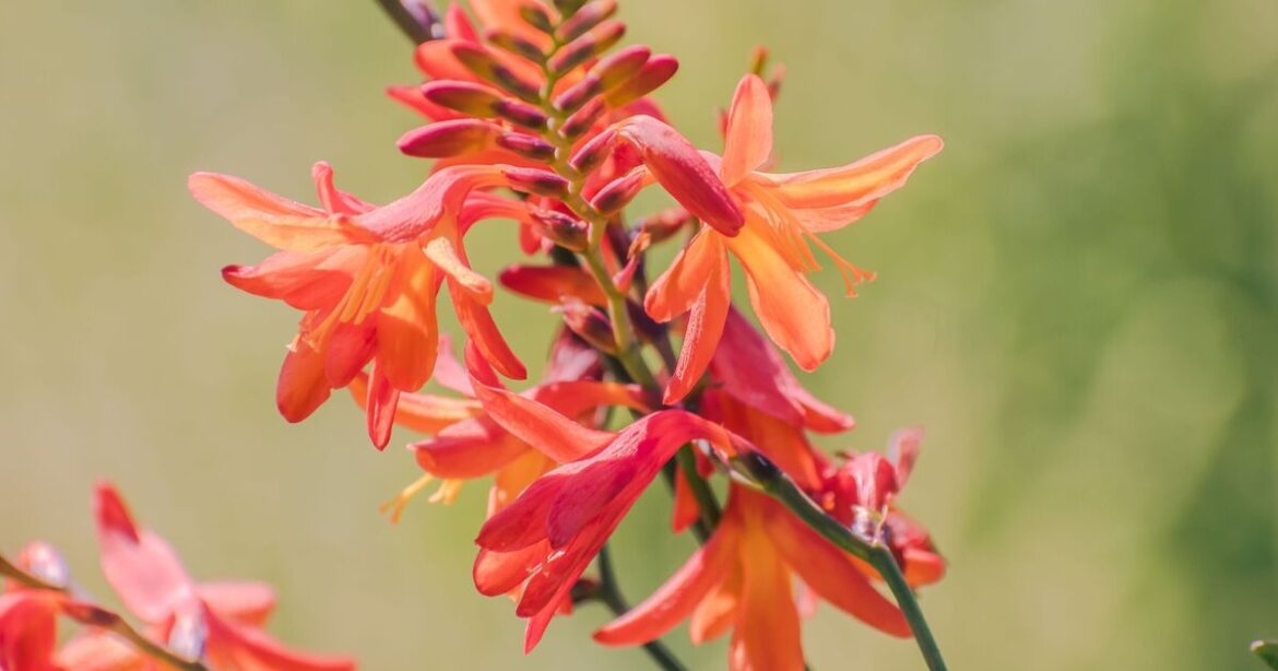 Gardener names the ‘perfect plant’ to put in sunny borders this summer Gardener names the 'perfect plant' to put in sunny borders this summer