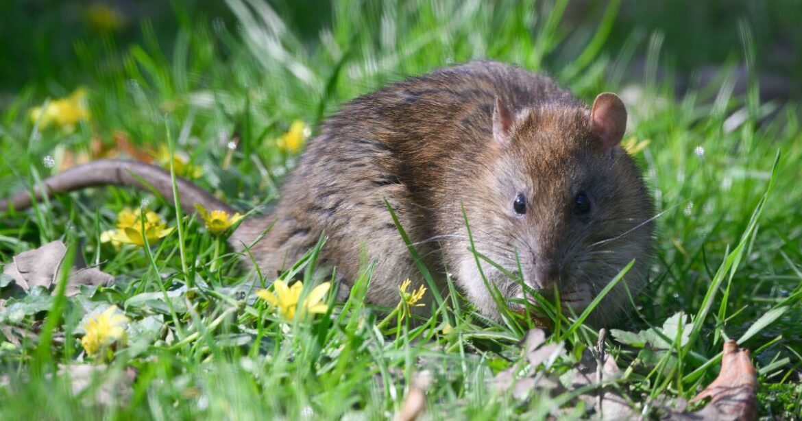 Keep rats out of gardens without spending a penny in 3 steps Keep rats out of gardens without spending a penny in 3 steps