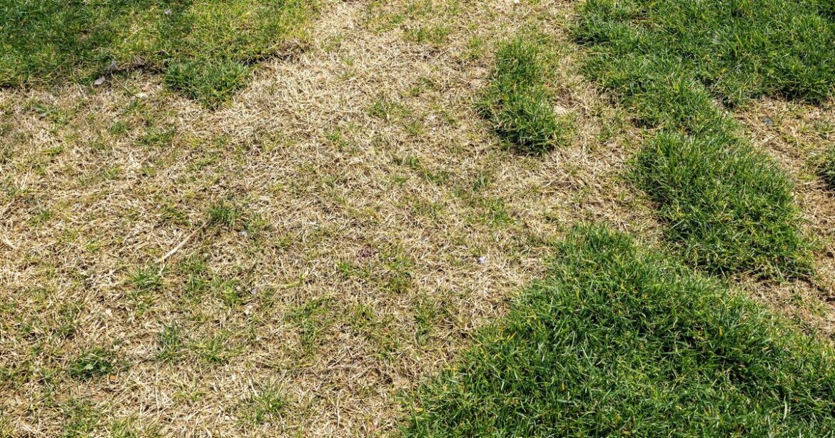 Gardeners urged to do crucial task this Sunday to revive brown lawns