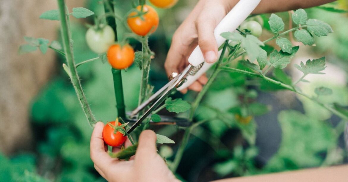Tomatoes will grow vigorously and stay pest-free if you plant them with one herb