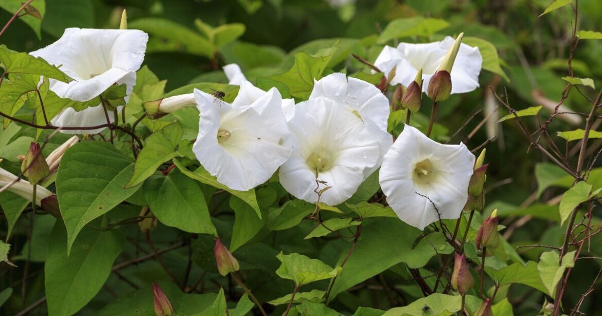How to stop weeds growing back again and again How to stop weeds growing back again and again