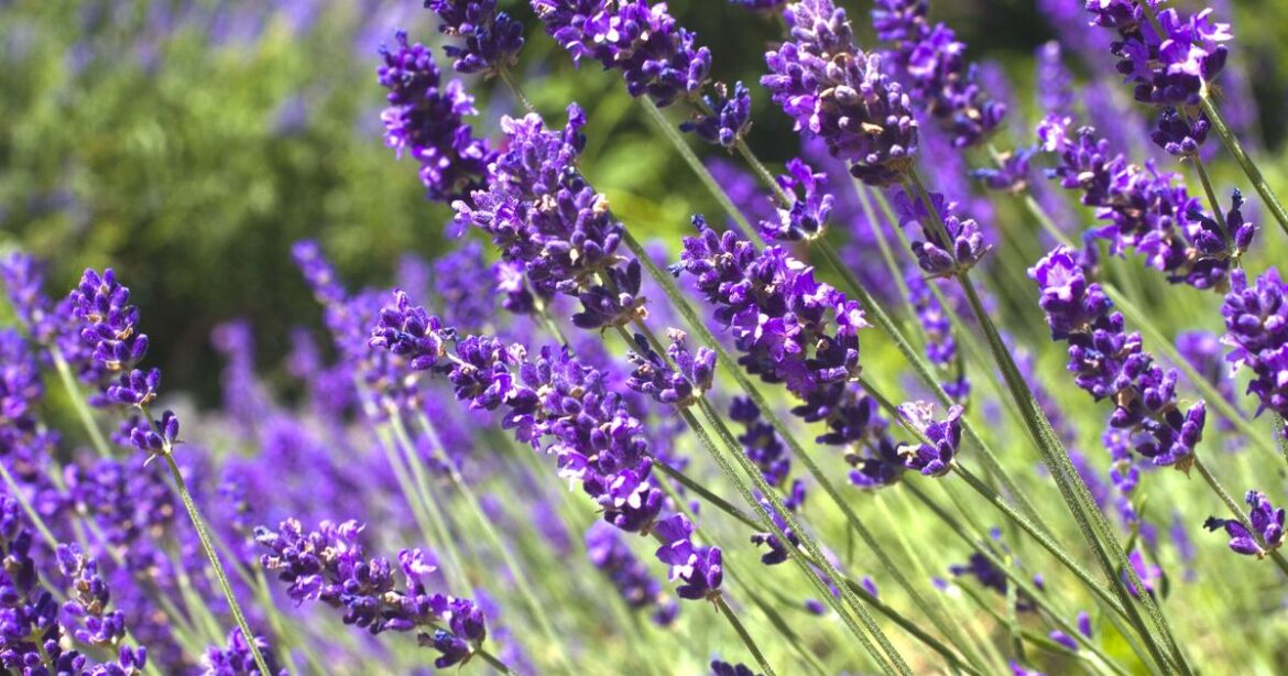 How to stop lavender going leggy and woody How to stop lavender going leggy and woody