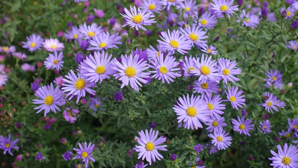 These Flowers Will Give You Long-Lasting Autumn Colour these flowers will give you longlasting autumn colour