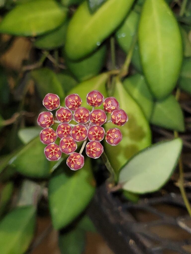 I love close-ups of hoya blooms!