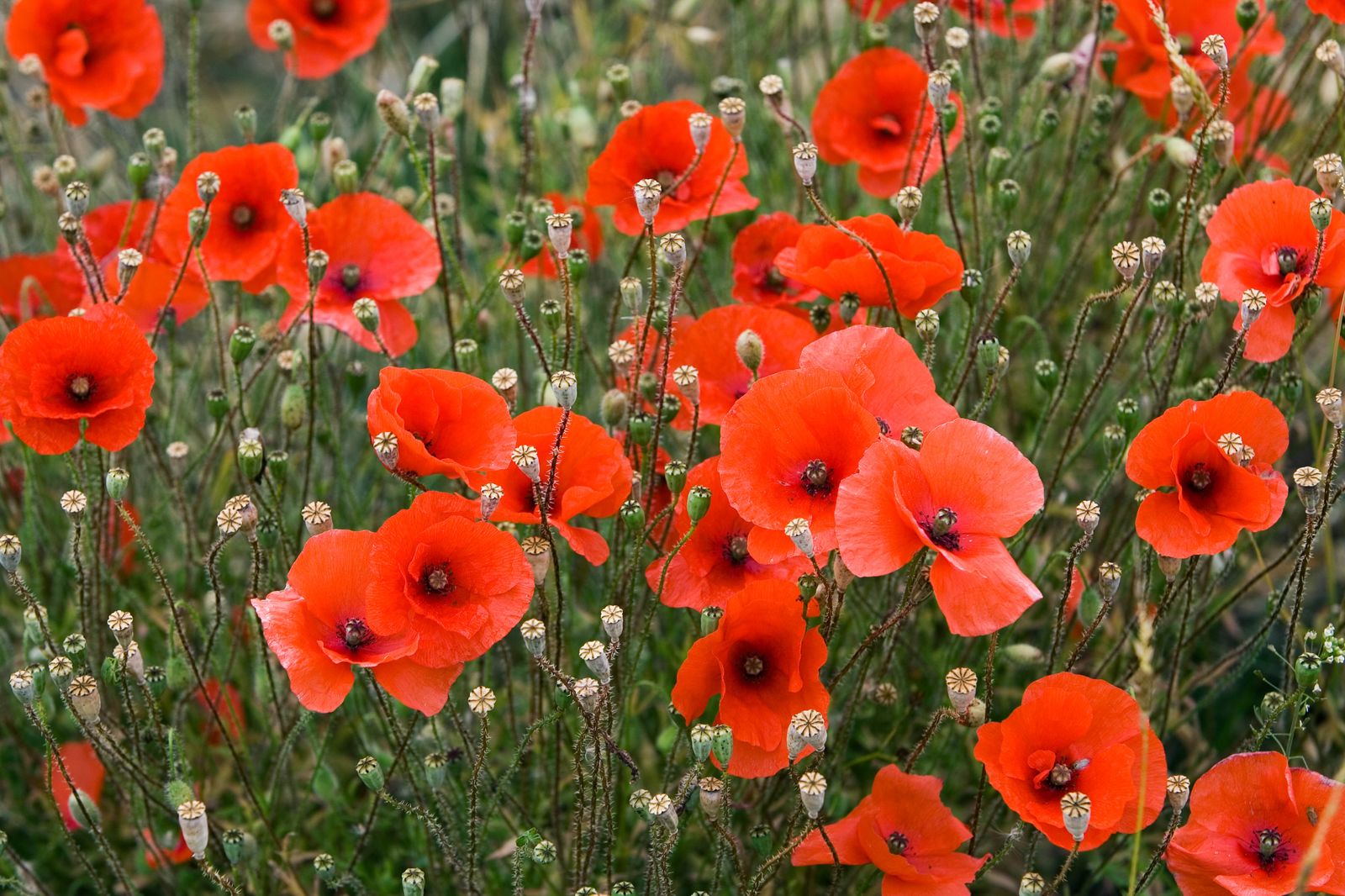 Image may contain Flower Plant Poppy Petal Vegetation and Geranium