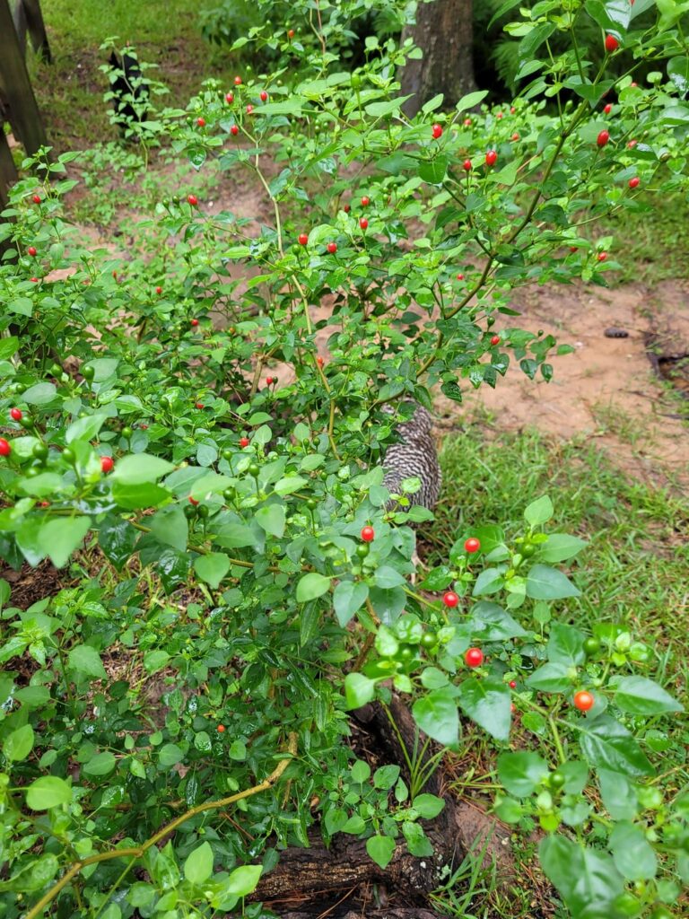 Chiltepins