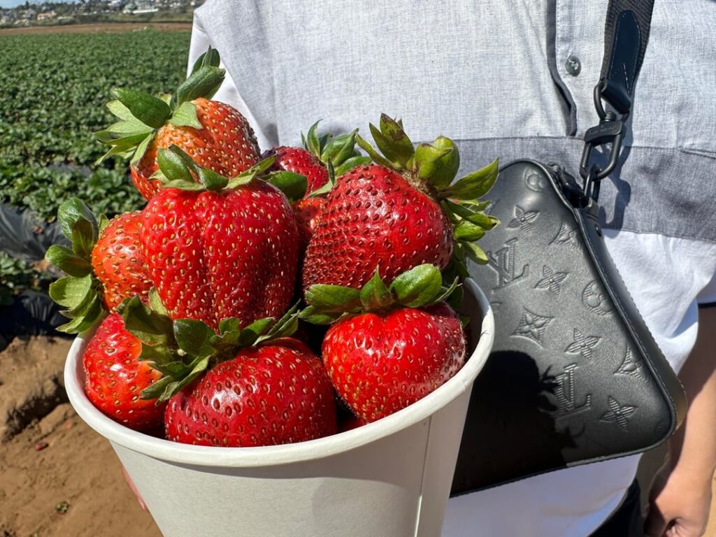 Picked Strawberries