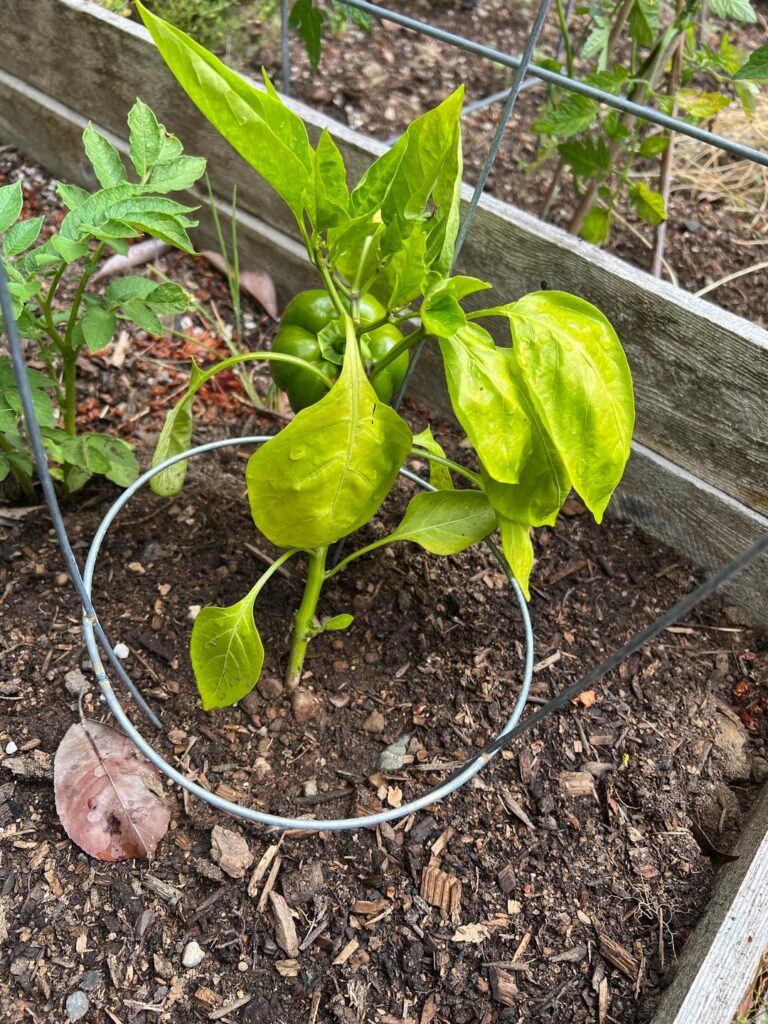What’s wrong with my pepper plants?