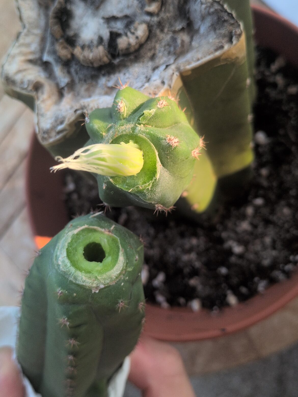 Help with cuttling