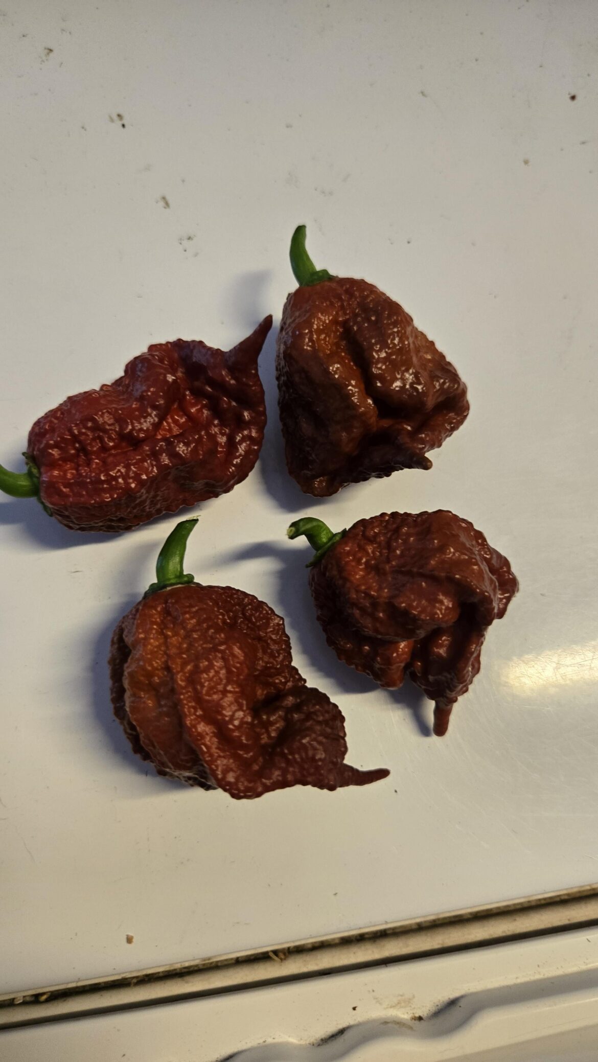 Just harvested chocolate reapers