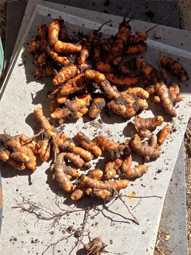 First turmeric harvest.