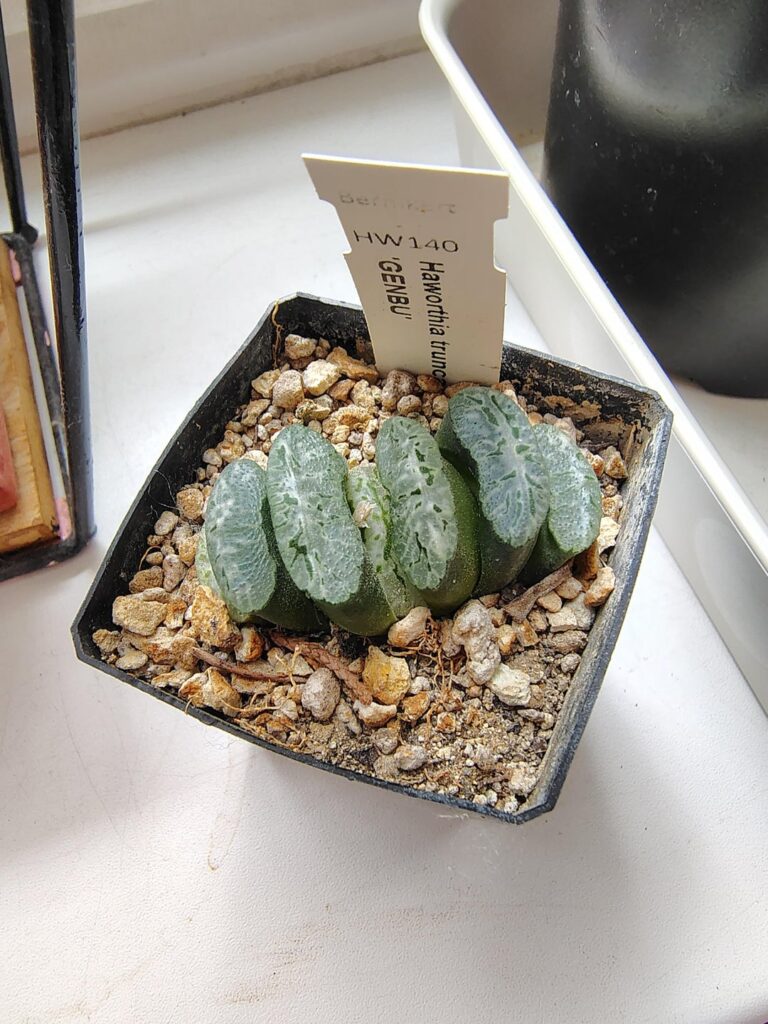 Todays plant mail