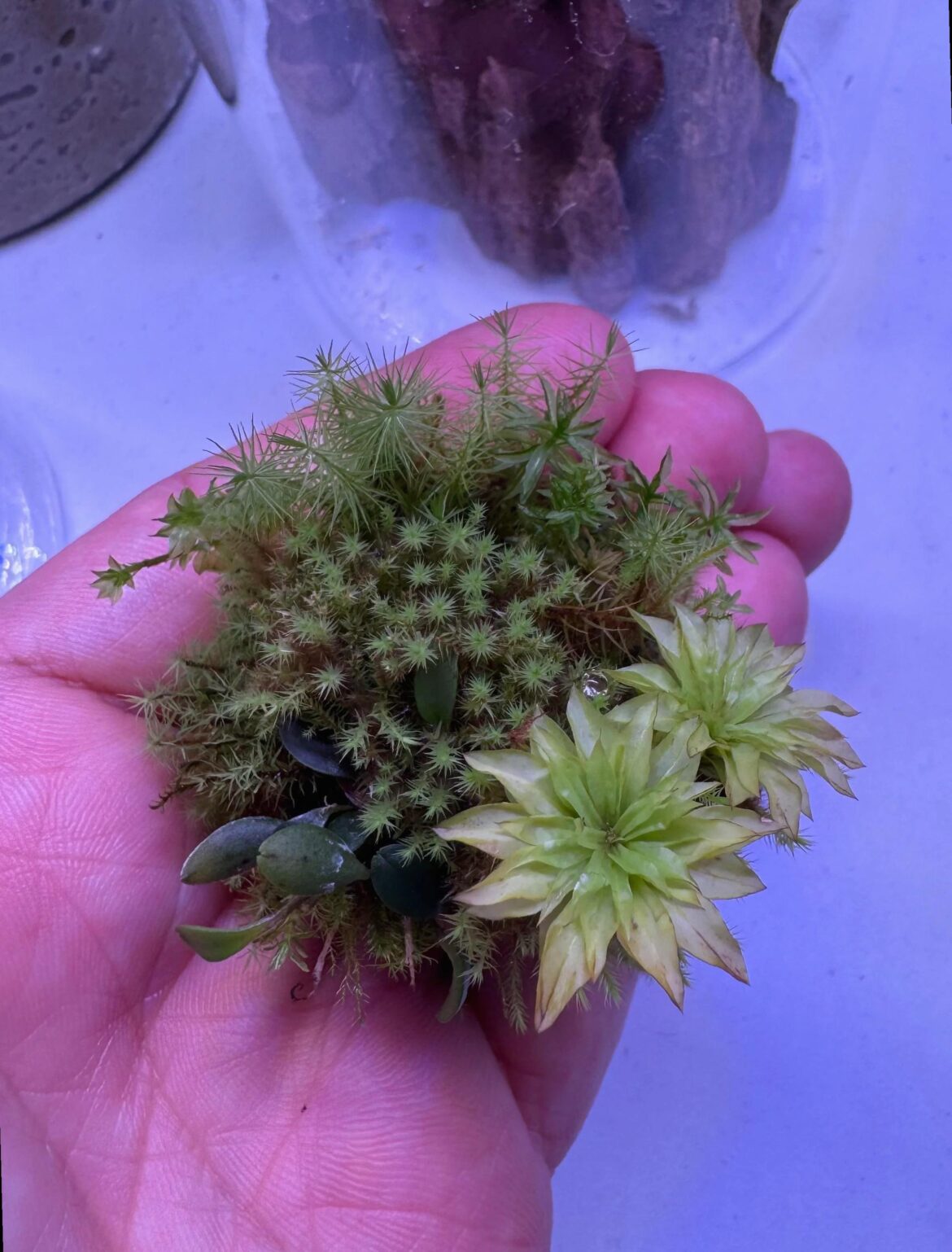 Update of my small piece of nature after 4+ months