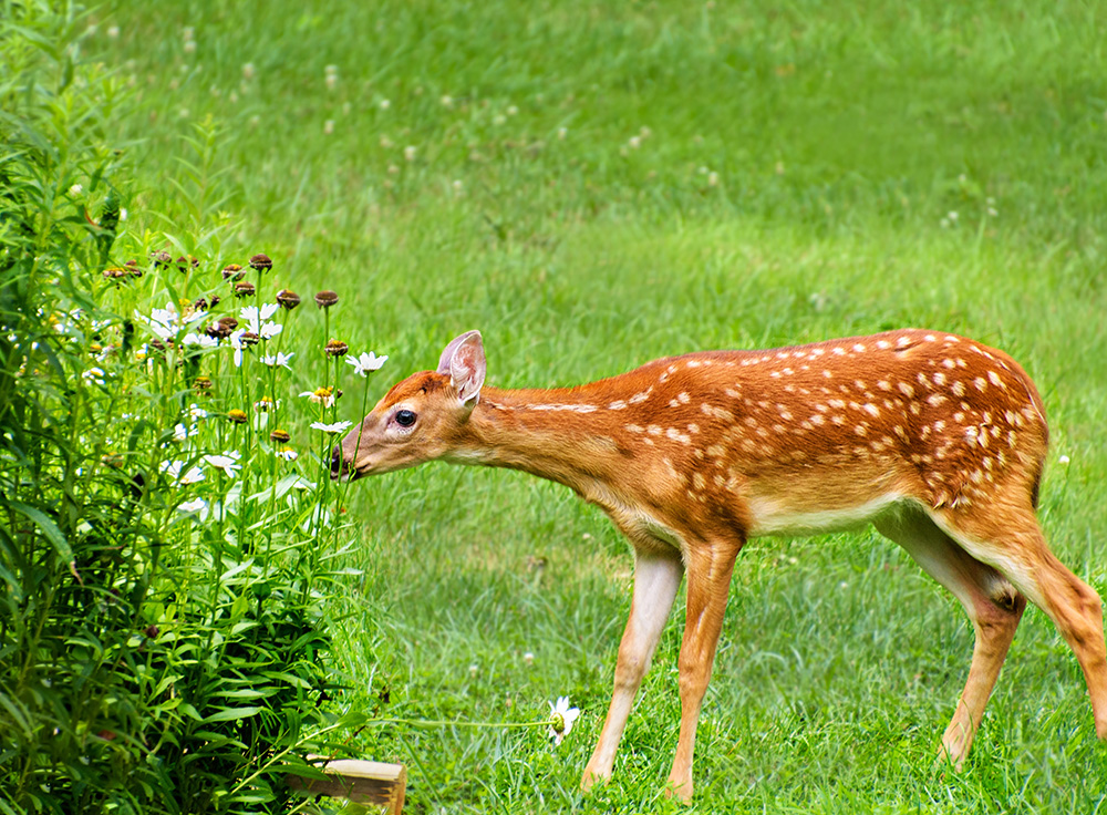 White tailed deer fawn nibbling daisy flowers in late summer garden.  (Adobe Stock-#444846567 │ KQ Ferris)