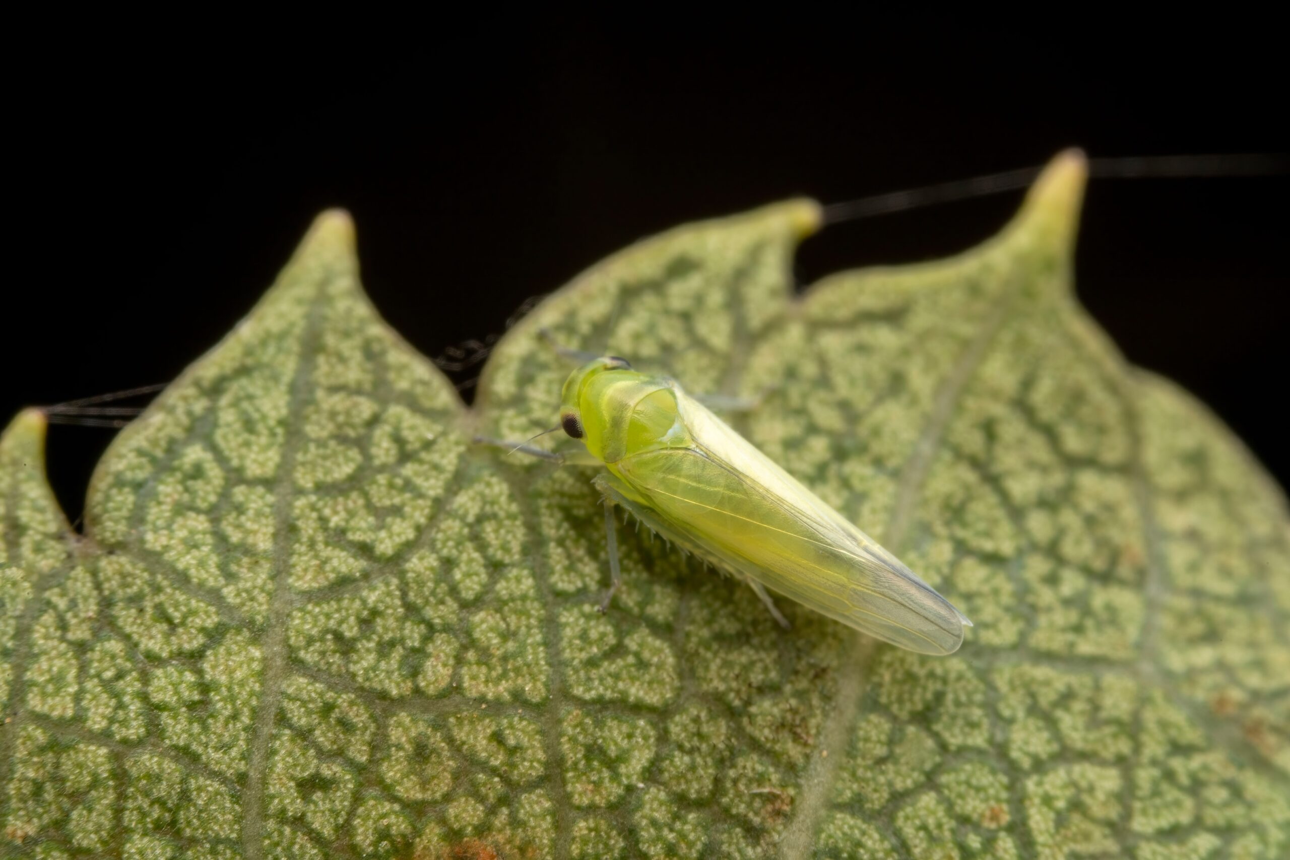 Leafhopper on a leaf