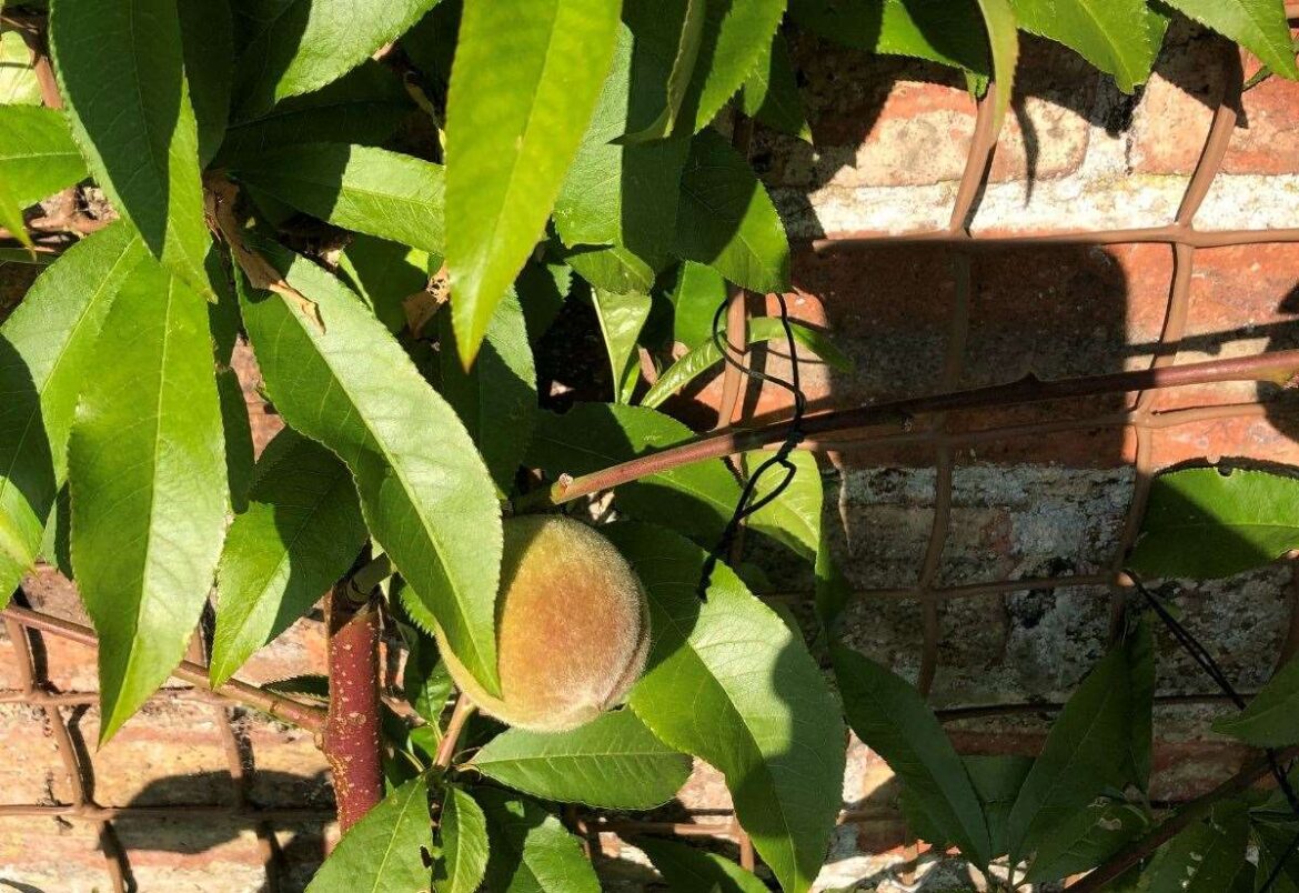 It’s looking ‘peachey’ for Gayton gardener Jamie Marsh as trees start to bear fruit It’s looking ‘peachey’ for Gayton gardener Jamie Marsh as trees start to bear fruit