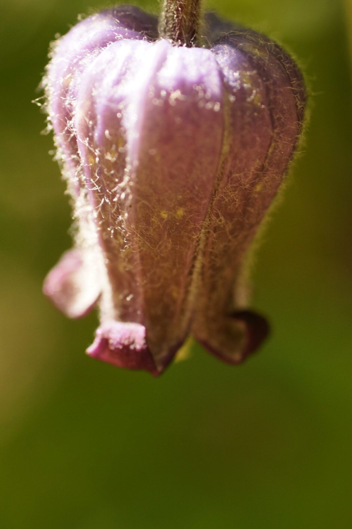 Year-round gardening: This native plant is sure to boost the look of your landscape
