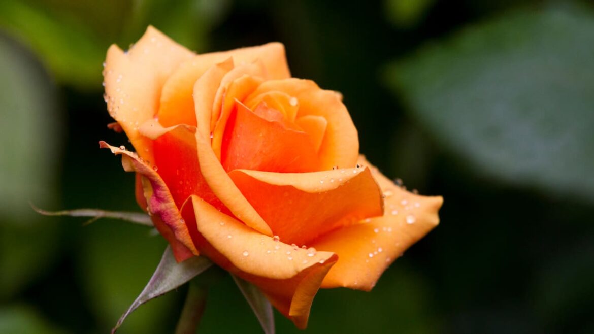 Tenant not liable for dead plants in Christchurch rental, tribunal rules Tenant not liable for dead plants in Christchurch rental, tribunal rules