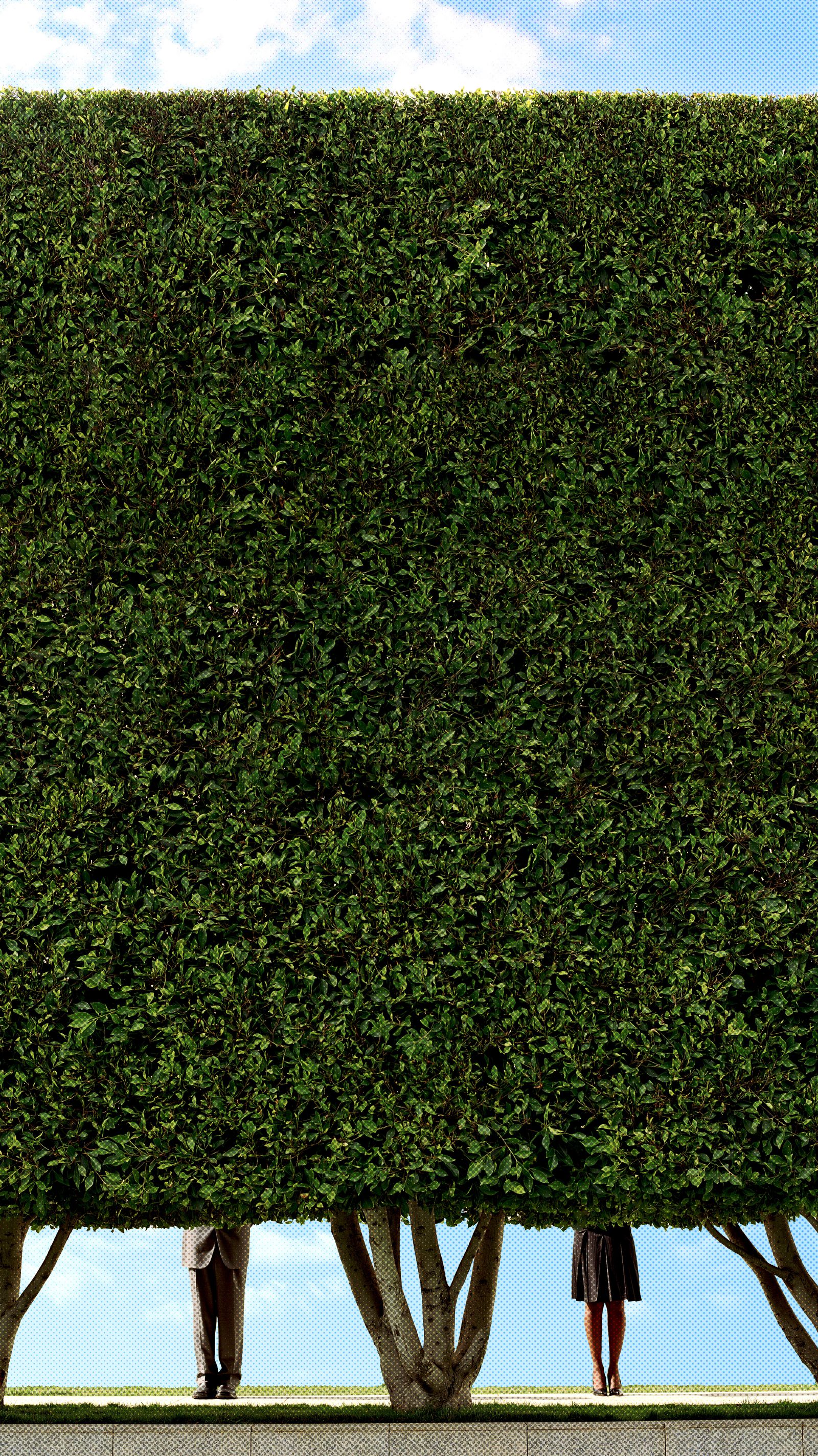 Image may contain Fence Hedge Plant and Vegetation