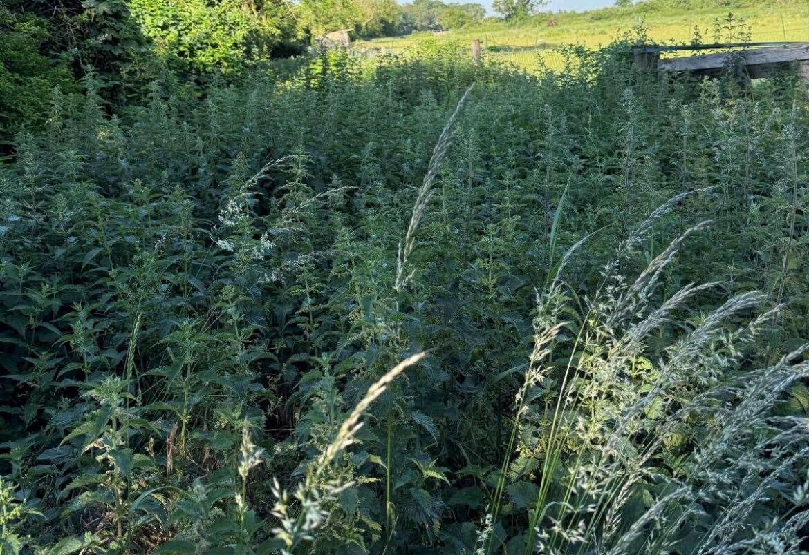 Gardener Jamie Marsh explains why field margins are full of life Gardener Jamie Marsh explains why field margins are full of life