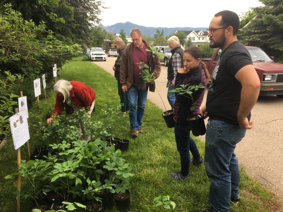 A group of people stand on a grassy sidewalk, examining and selecting potted plants displayed in rows, with signs and parked cars visible in the background.