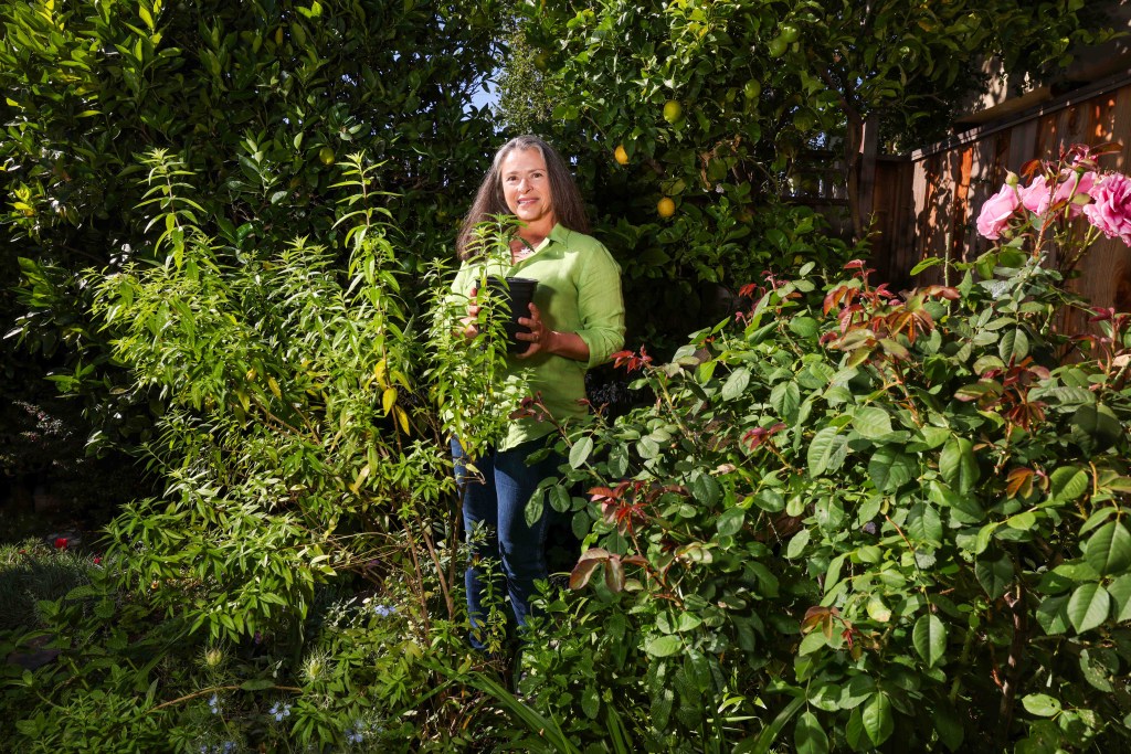 Bay Area gardener’s mission to mainstream cannabis: One backyard at a time Bay Area gardener's mission to mainstream cannabis: One backyard at a time