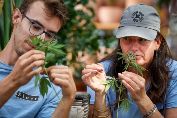 Sloat Garden Center staff member Taylor Pochron, left, and manager Cindy Bonilla smell a cannabis flower brought by a participant during an introductory cannabis-growing class led by Penny Barthel, author of "The Cannabis Gardener," at the garden center in San Francisco, Calif., Thursday, May 14, 2026. The plant was grown from seeds purchased at a Barthel's workshop last year. (Ray Chavez/Bay Area News Group)