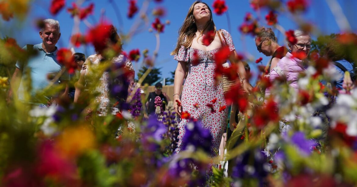Mulch, shade, water, ventilate: How to help your garden over the summer months – The Irish Times