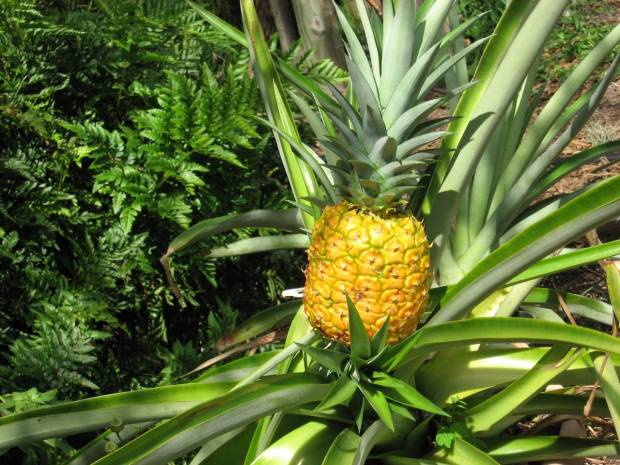 Green pineapples are ready to harvest when they start turning a light green to orange color. The deeper the color the sweeter the fruit. (Courtesy of Tom MacCubbin)