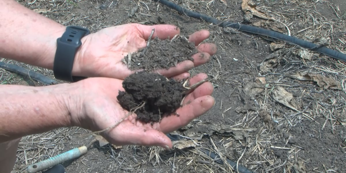 Piedmont Master Gardeners offer tips for plants through drought and heat Piedmont Master Gardeners offer tips for plants through drought and heat