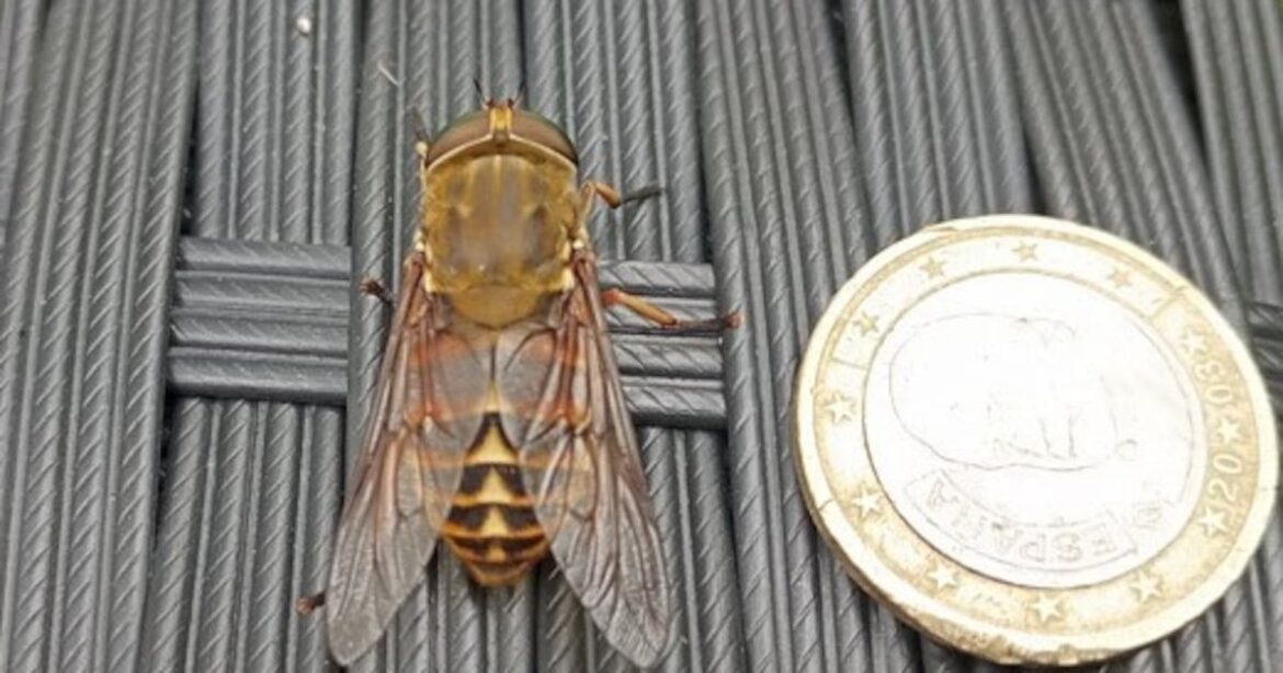 This very large fly has been hanging around my garden. Does it bite humans? – The Irish Times