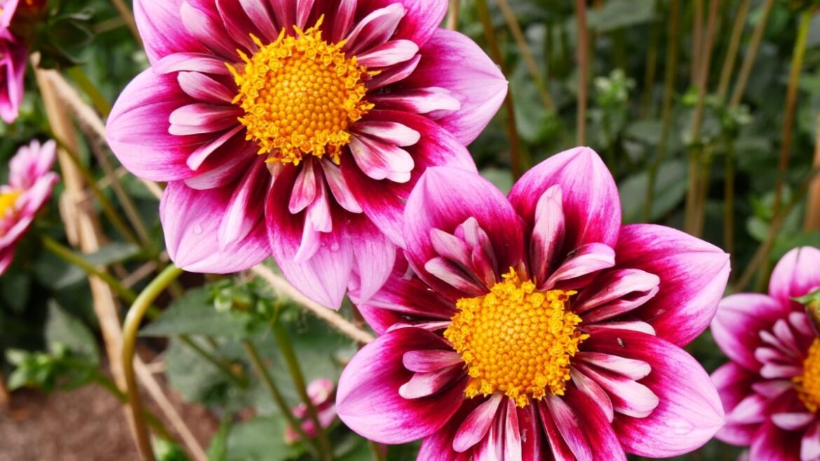The mistakes people make while looking after their garden in summer The mistakes people make while looking after their garden in summer