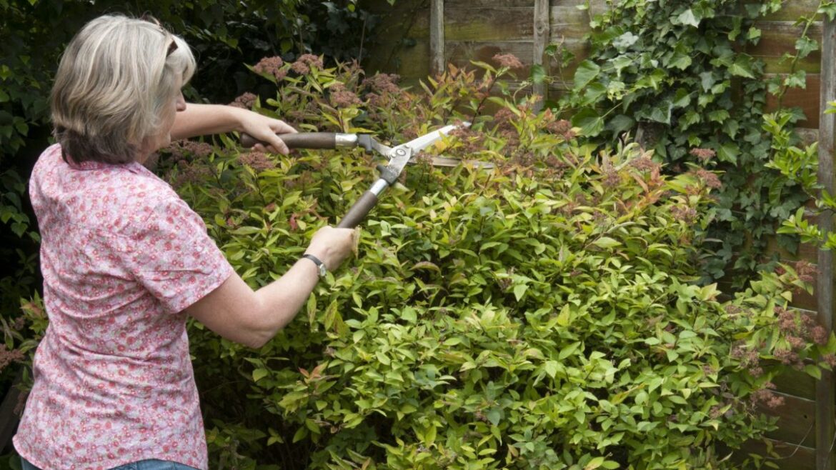 How to deadhead and prune your garden now for flowers that last until autumn How to deadhead and prune your garden now for flowers that last until autumn
