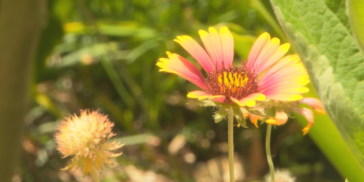 Louisiana native plant enthusiast says the best lawn isn’t grass at all Louisiana native plant enthusiast says the best lawn isn’t grass at all