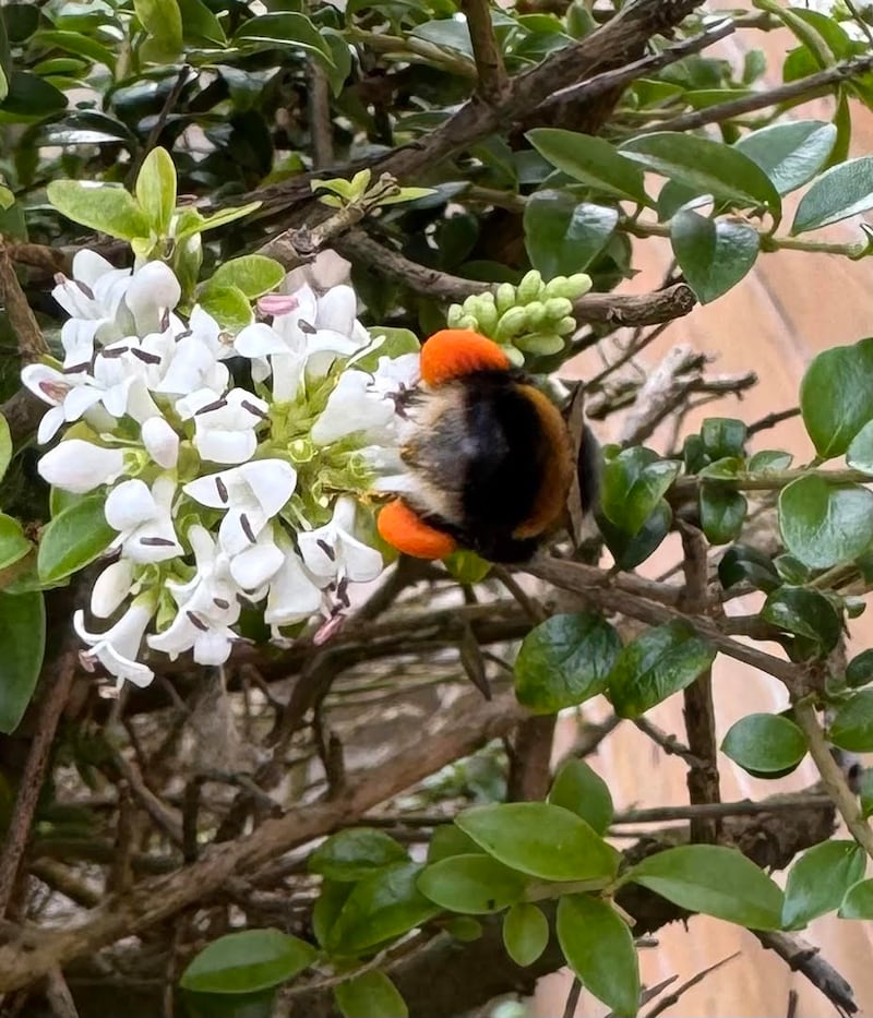 A busy bee in a Dublin garden