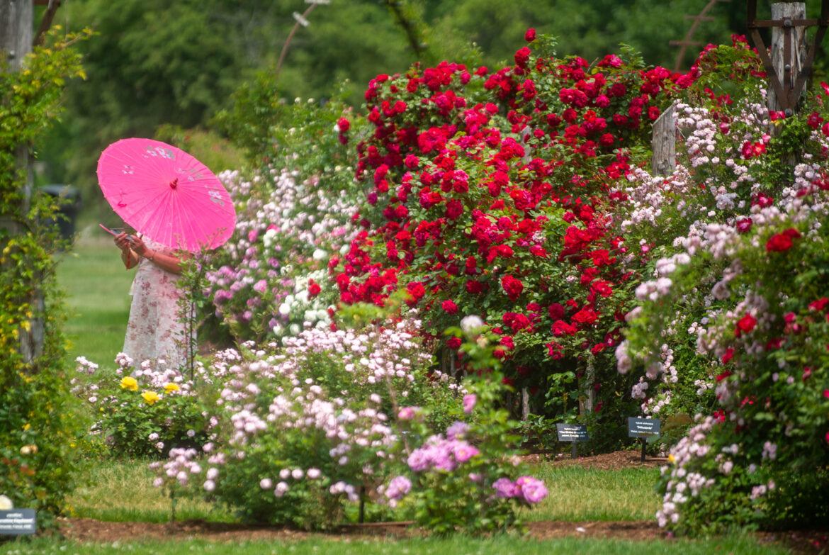 Get a chance to view rare gardens around CT. Here’s how to attend Get a chance to view rare gardens around CT. Here's how to attend