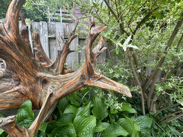 One of Evert's natural sculptures is pictured in his Euclid backyard. (Frank Mecham- The News-Herald)