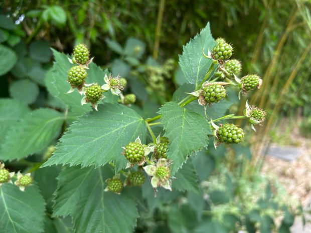 Blackberries are just one of several plants in Tom Evert's backyard in Euclid which will be part of the upcoming Pond and Garden Tour. (Frank Mecham- The News-Herald)