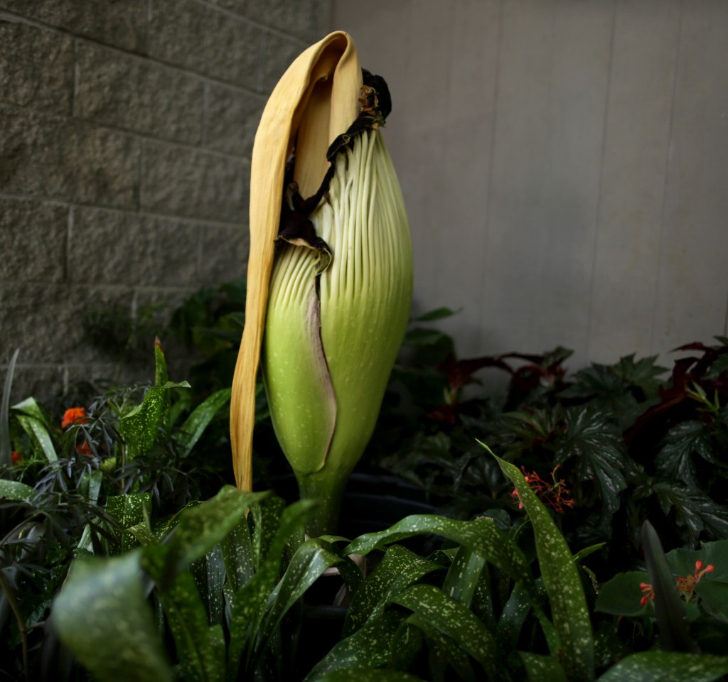 Norfolk corpse flower will finish bloom Monday evening Norfolk corpse flower will finish bloom Monday evening