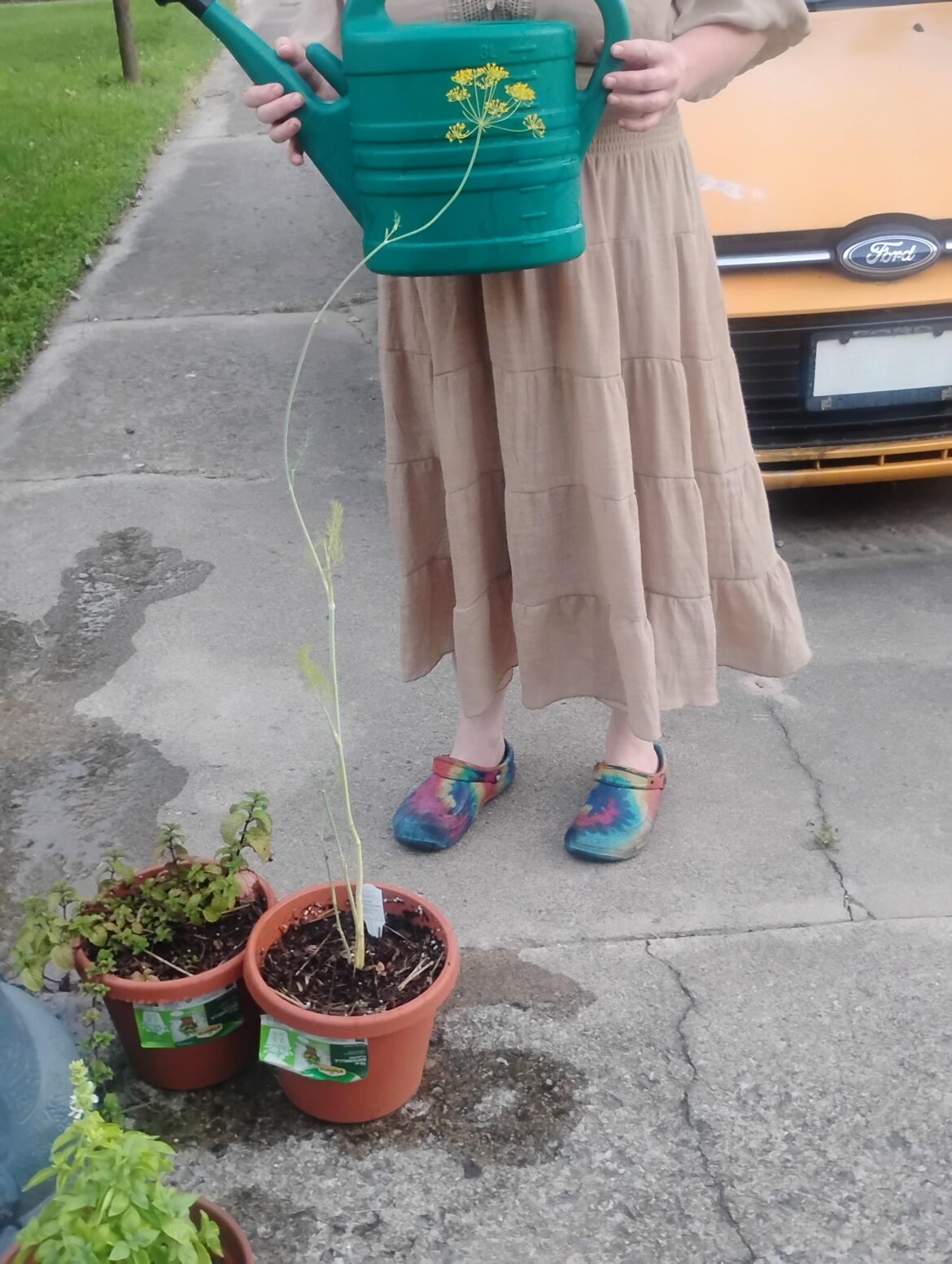 What is wrong with my Dill plant?!