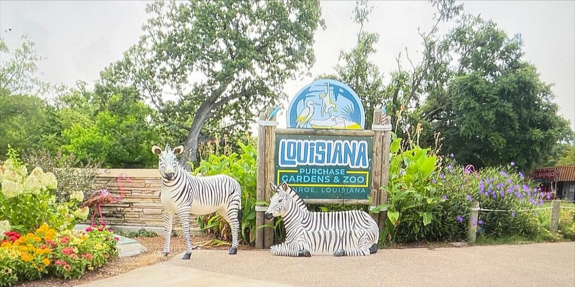 Driver crashes through bison exhibit gates at Louisiana Purchase Gardens & Zoo Driver crashes through bison exhibit gates at Louisiana Purchase Gardens & Zoo