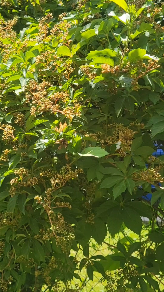Hundreds of green sweat bees on blooming virginia creeper