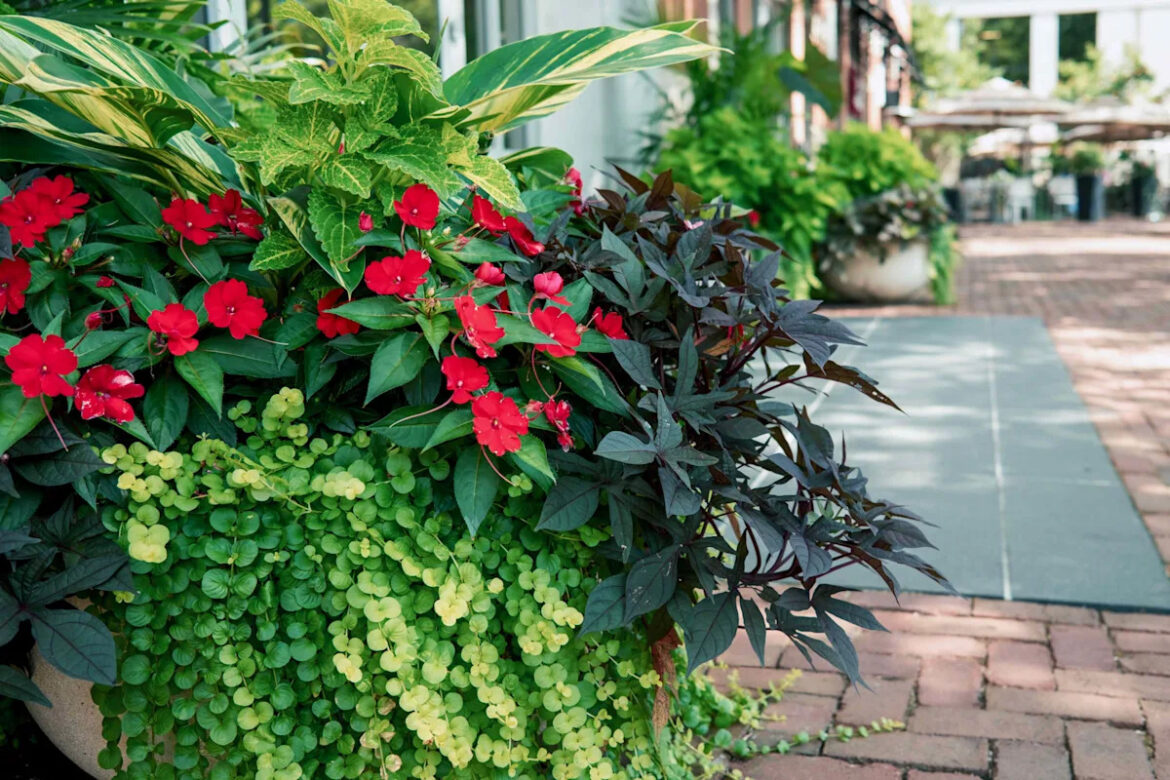 These 5 Easy Spiller Plants Will Make Your Potted Garden Look Like a Pro Designed It