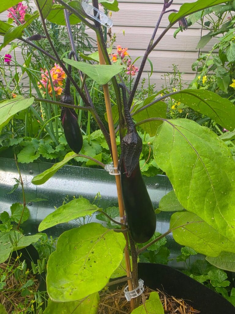 My progress on a Philadelphia backyard garden.