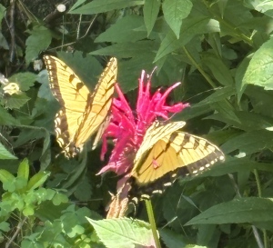 See all kinds of different gardens at the Hands in the Dirt, Nose in a Book Garden Tour this Saturday in Whitesville See all kinds of different gardens at the Hands in the Dirt, Nose in a Book Garden Tour this Saturday in Whitesville