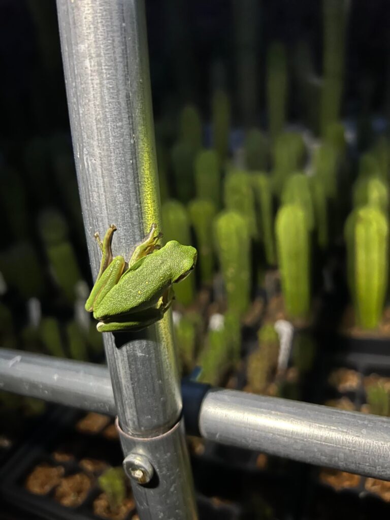 First tree frog ๐ธ visitor! First tree frog ๐ธ visitor!