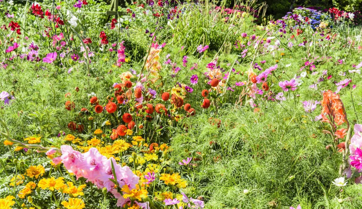 TikTok-fueled chaos gardening is taking root in America, and experts see benefits beyond blooms A vibrant flower garden filled with various blossoms in shades of pink, orange, and yellow.