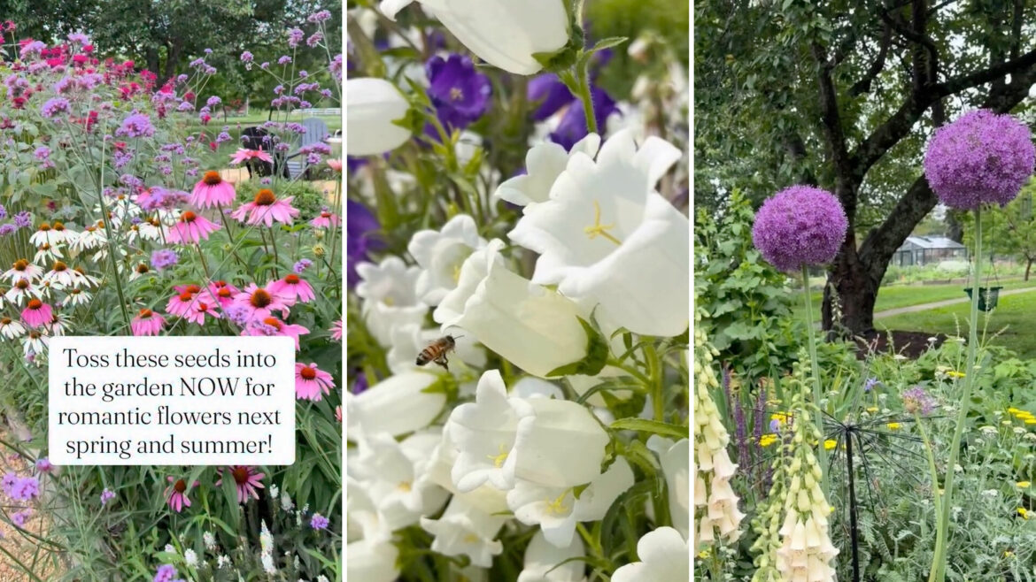 Gardener shares effortless trick for growing a cottage garden on a budget A vibrant garden with colorful flowers, including pink daisies, white bells, and purple blooms, accompanied by a bee.