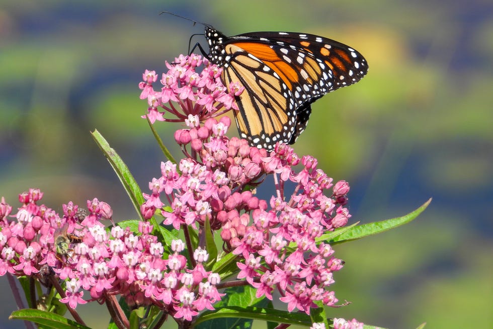 Asclepias incarnata (Swamp Milkweed) Native North American Wetland Wildflower Asclepias incarnata (Swamp Milkweed) Native North American Wetland Wildflower